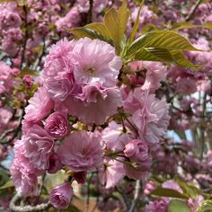 pink flowers blooming on the branches of a tree