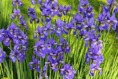 some purple flowers are growing in the grass