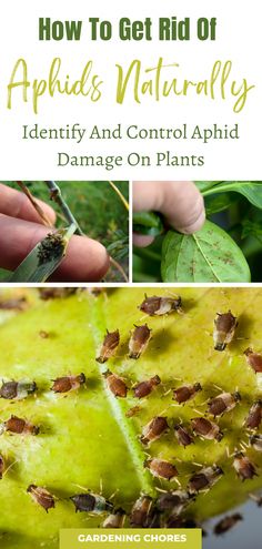 how to get rid of apheles naturally identify and control apphiid damage on plants