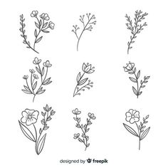 different types of flowers drawn by hand