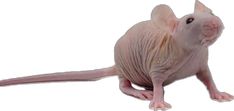 a hairless rat sitting on the ground