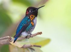 Bee Hummingbird Photo Facts, Flightless Bird, Cute Birds, Little Birds