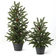 two potted trees with pine cones on them are shown in front of a white background