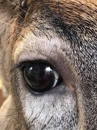 a close up of a horse's eye with brown and white spots on it