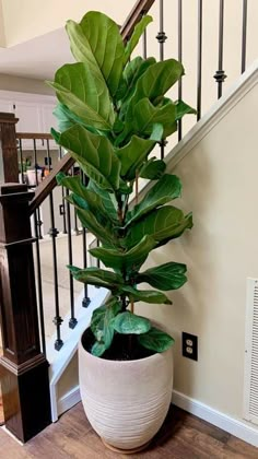 a potted plant sitting on top of a wooden floor next to a stair case