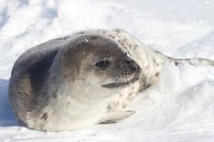 a seal sitting in the snow looking at something