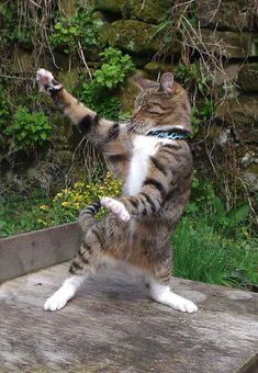 a cat standing on it's hind legs with its paws in the air