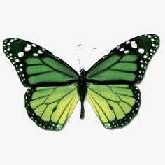 a green and black butterfly on a white background