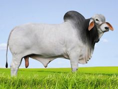 a white cow standing on top of a lush green grass covered field next to a blue sky