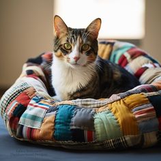 a cat sitting in a multicolored dog bed