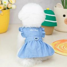 a small white dog wearing a blue dress next to potted plants and a yellow plate