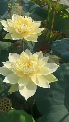 two large yellow flowers sitting on top of green leaves