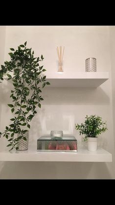 some plants are sitting on top of the shelves