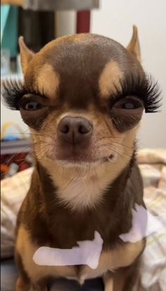 a small brown dog with fake eyelashes on it's face and eyes looking at the camera