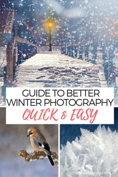 the cover of a guide to better winter photography quick and easy, with images of birds in snow