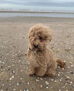 a brown dog sitting on top of a sandy beach next to the ocean with pebbles all over it