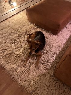 a small dog laying on top of a shaggy rug