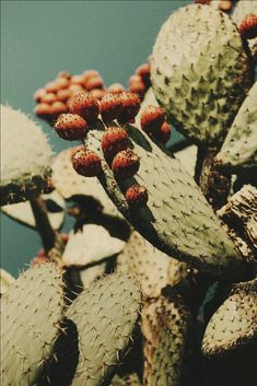 a cactus with red fruit growing on it