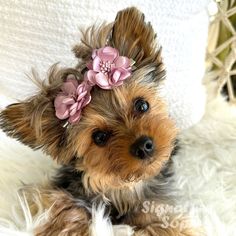 a small brown and black dog wearing a pink flower in its hair sitting on a white blanket