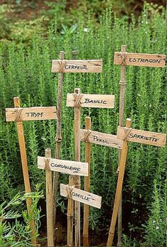 several wooden signs in the middle of a field with lavender plants behind them and one sign pointing to different destinations