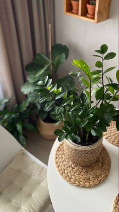 there is a potted plant on the table