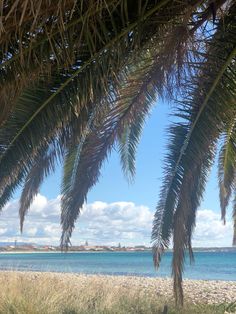 there is a bench under the palm tree by the water's edge on this sunny day