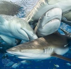 a group of sharks swimming in the ocean