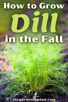 the words how to grow dill in the fall