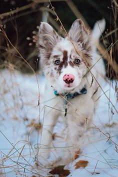 a dog with blue eyes is walking through tall grass in the snow and looking at the camera