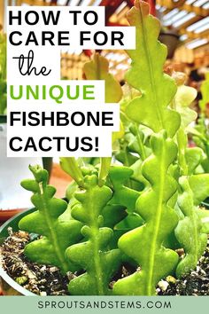 a close up of a plant with the words how to care for the unique fishbone cactus