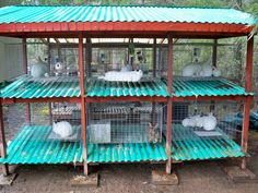 several cages filled with birds inside of a building