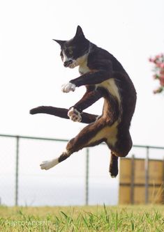 a black and white cat jumping in the air