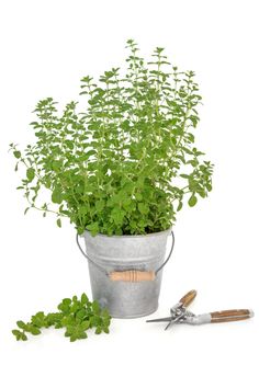 a potted plant and gardening tools on a white background stock photo - 957982