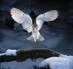 an owl is flying through the air over snow covered ground with its wings spread out