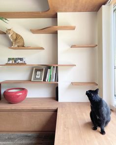 a black cat sitting on top of a wooden shelf next to a red bowl and bookshelf