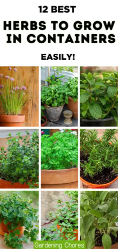 12 Of The Best Herbs To Grow In Pots And Containers Best Indoor Herb Garden, Must Have Herbs In Garden, Herb Pots Outdoor Container Gardening, Herbs Container Garden, How To Grow Herbs Inside, Potted Herbs Outdoor, Herb Garden In A Pot, Small Space Container Garden, Herb Garden In Pots Outdoors