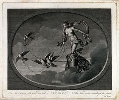 an illustration of a man on top of a horse drawn carriage with birds flying around