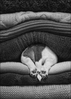 a black and white photo of a cat curled up in a pile of sweaters