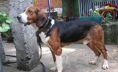 a brown and black dog standing next to a tree on top of a cement ground