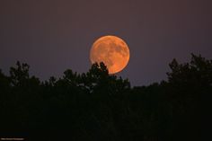 the full moon is seen through some trees