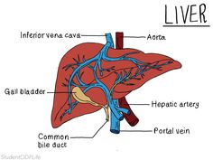 the anatomy of the liver and its major vessels, including the bile vein to the left side