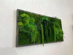 a moss covered wall mounted to the side of a white wall with green plants on it