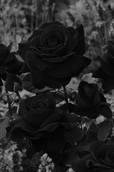 black and white photograph of roses in bloom