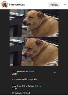 two pictures of a dog sitting next to each other on a computer screen, with the caption'i am not sure if this is true or falsed