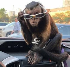 a monkey sitting on the dashboard of a car wearing sunglasses and holding onto his head