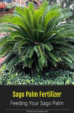 a large green plant with the words sago palm care on it and an image of a