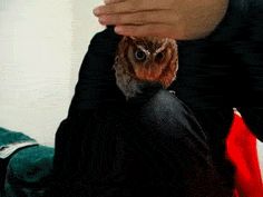 a person holding an owl in their hand