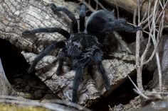 a large black spider sitting on top of a wooden log