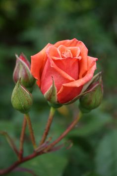 an orange rose budding with green leaves in the background