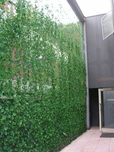 a building covered in lots of green plants next to a sidewalk with a fire hydrant